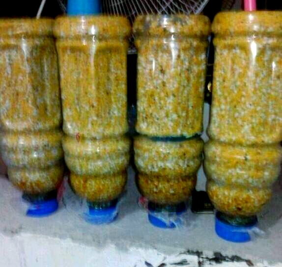 北方秋天鲤鱼饵料(秋季北方鲤鱼怎么好钓)