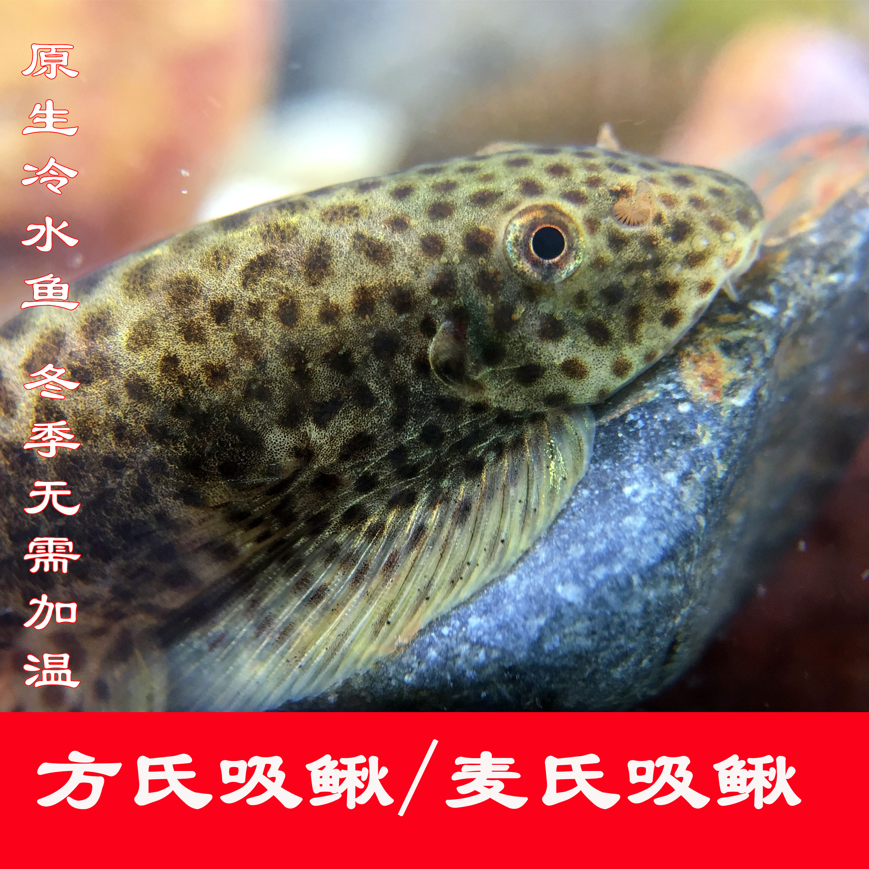 用小鱼鳅冲钓技巧(小鱼鳅怎么炒才好吃)