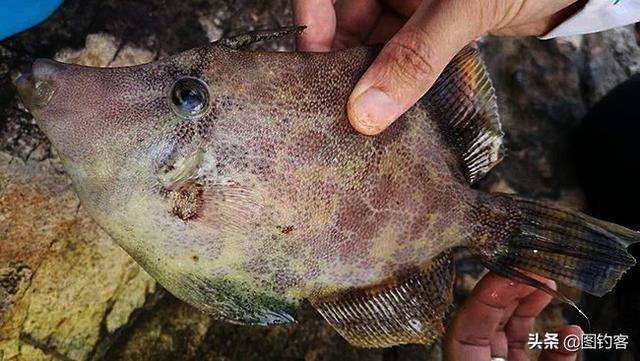海钓马面鱼视频(海钓马面鱼的方法)