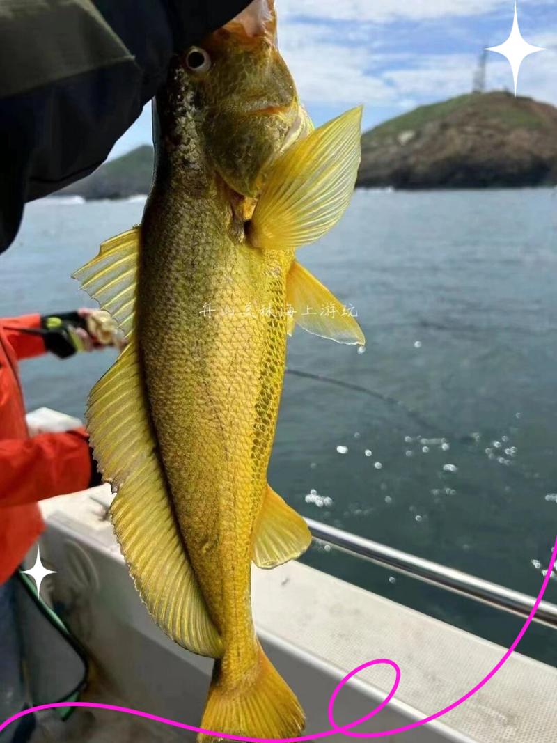舟山有地方海钓吗(舟山哪个岛海钓最好) 舟山有地方海钓吗(舟山哪个岛海钓最好)