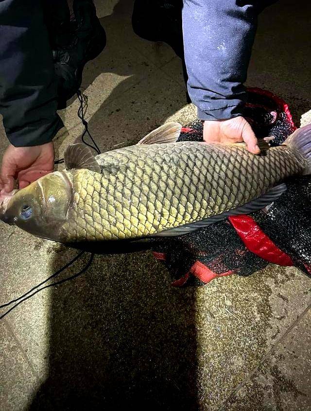 中秋后水库钓鲤鱼技巧(中秋水库钓鲤鱼钓多深,多远)