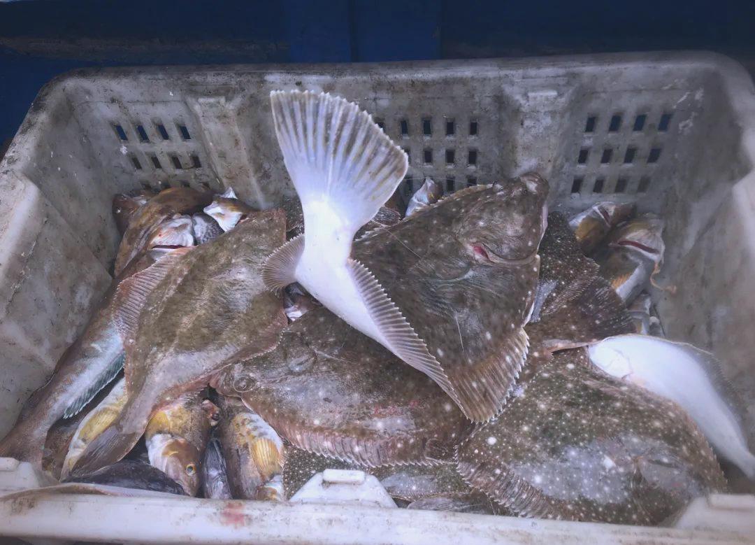 大连几月开始海钓(大连海钓什么时间最适合) 大连几月开始海钓(大连海钓什么时间最适合)