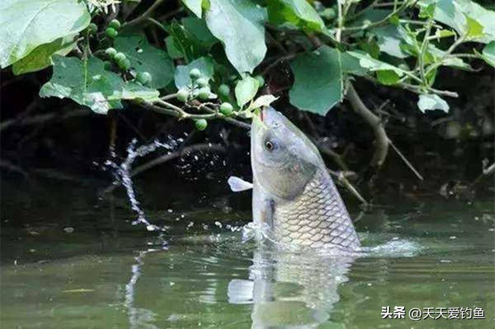 初夏野钓草鱼技巧(初夏钓草鱼的最佳方法) 初夏野钓草鱼技巧(初夏钓草鱼的最佳方法)