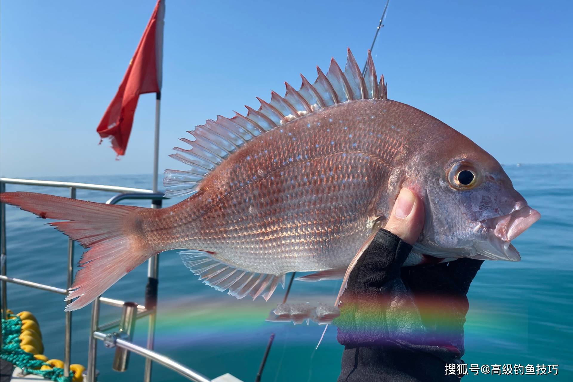 海钓技巧高能钓珍贵鱼(海钓技巧高能钓珍贵鱼吗)
