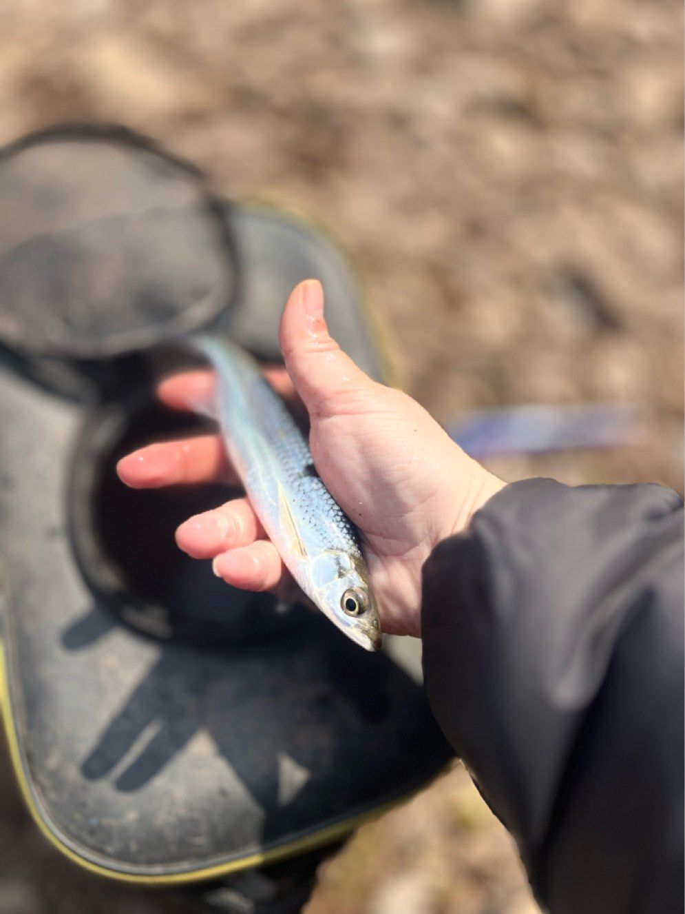 白条能路亚吗(白条能路亚吗?)