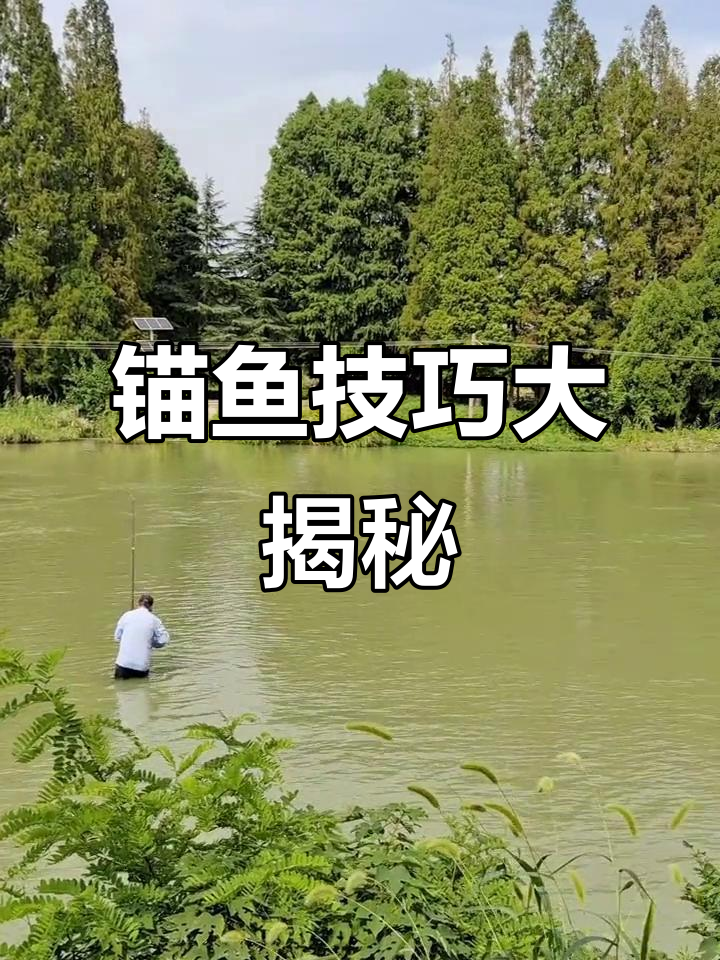 毛鱼技巧视频(毛鱼怎么烧才能不破皮) 毛鱼技巧视频(毛鱼怎么烧才能不破皮)