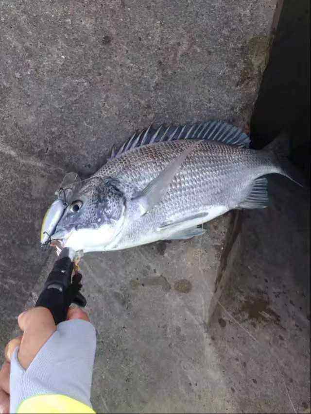 海钓路亚石斑饵(路亚怎么钓石斑鱼) 海钓路亚石斑饵(路亚怎么钓石斑鱼)