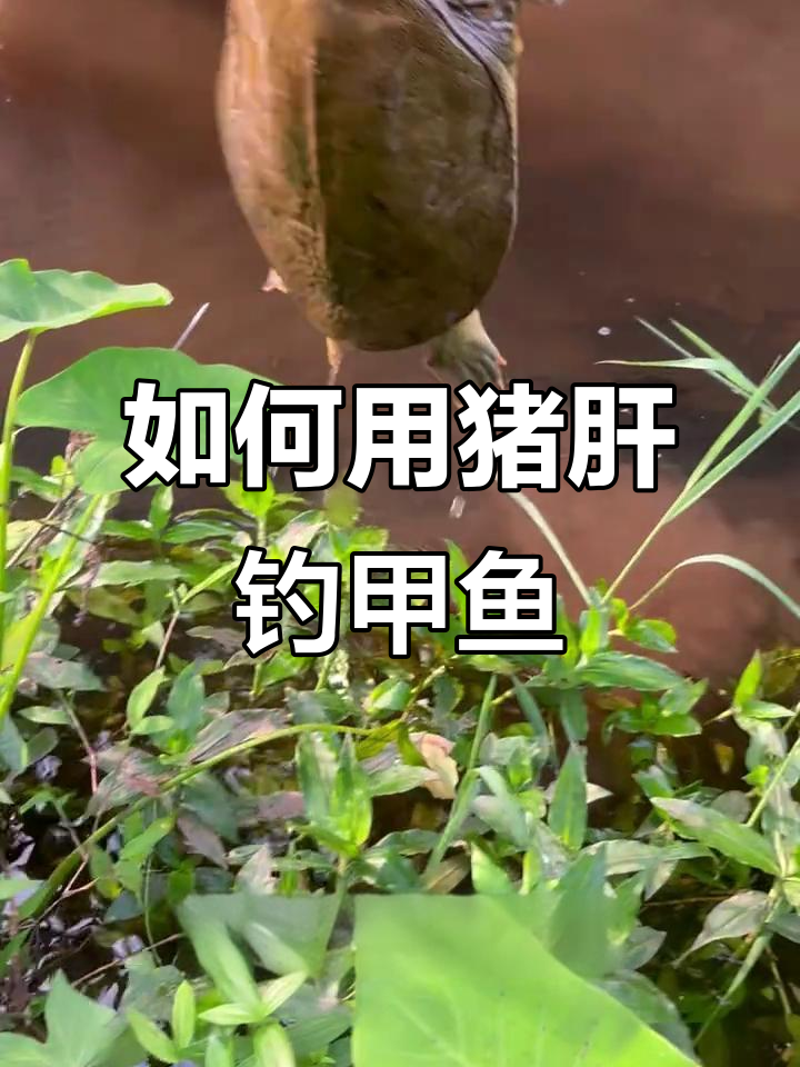 甲鱼的钓法技巧(甲鱼的钓法技巧大全) 甲鱼的钓法技巧(甲鱼的钓法技巧大全)