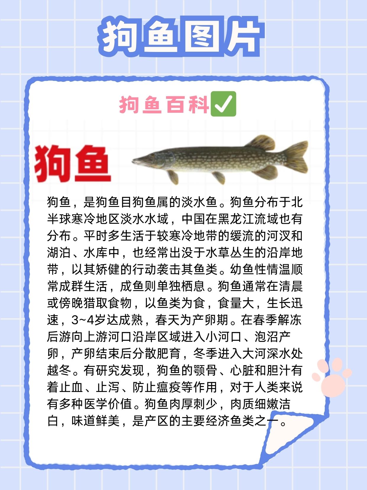 俄罗斯钓狗鱼技巧(俄罗斯钓鱼43图钓狗) 俄罗斯钓狗鱼技巧(俄罗斯钓鱼43图钓狗)