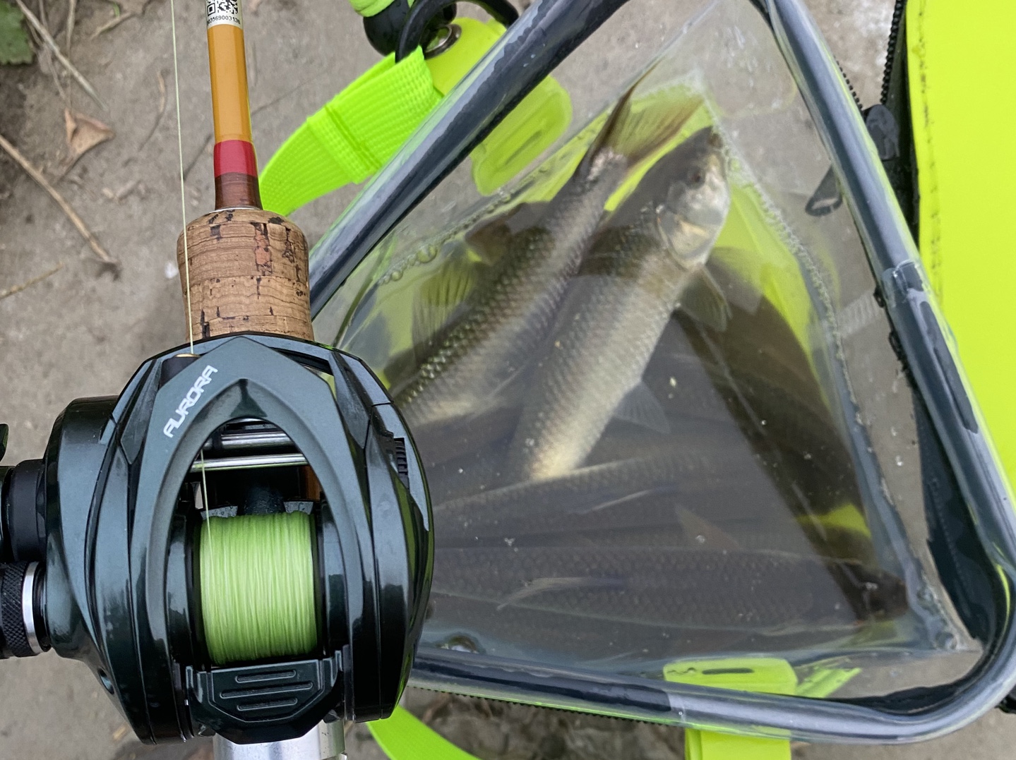 寒冬路亚(寒冬路亚鳜鱼)