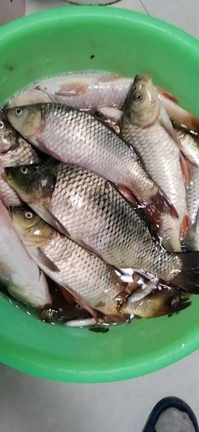 秋季南方钓鲤鱼鲫鱼技巧(秋季南方钓鲤鱼鲫鱼技巧视频)