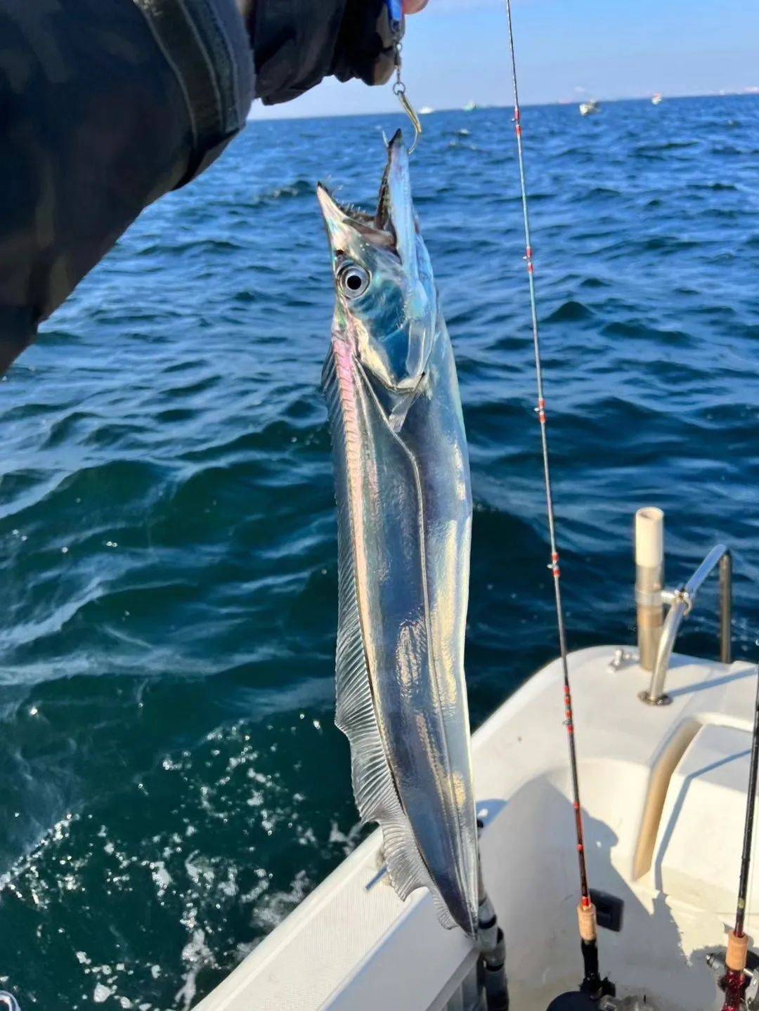 外海钓带鱼(海钓的带鱼有什么不一样)