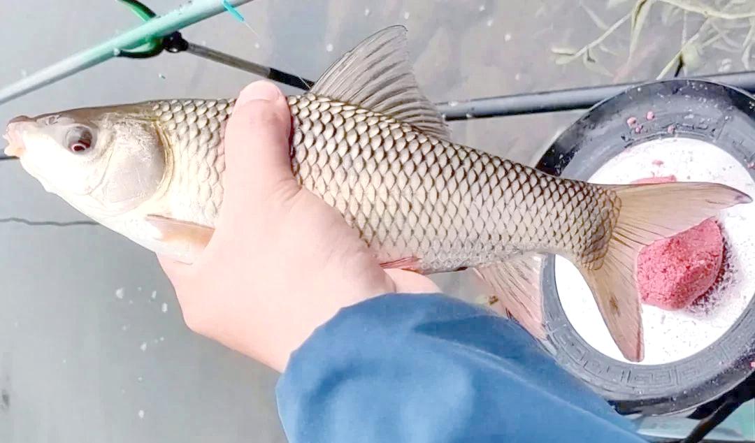 野钓鲮鱼方法技巧(野钓鲮鱼用什么饵最好钓)