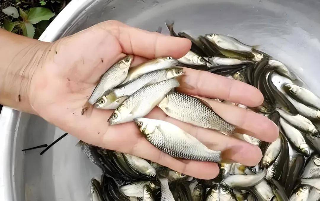 春季大风天找鱼技巧(一亩桃树能产多少桃胶)