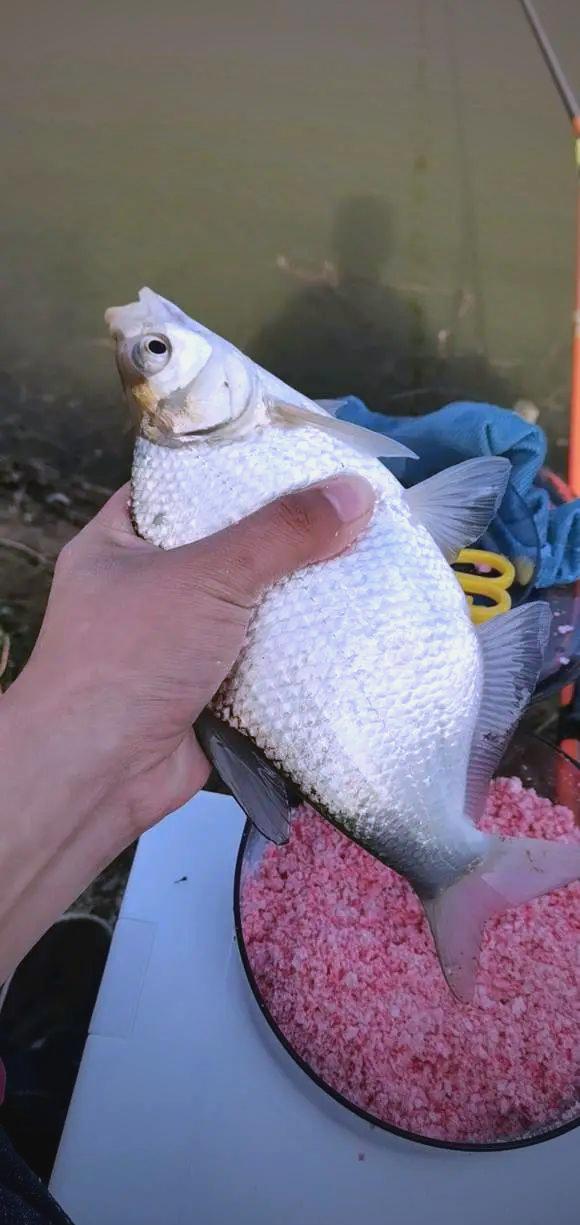 翻板扁鱼技巧(翻板扁鱼技巧视频)