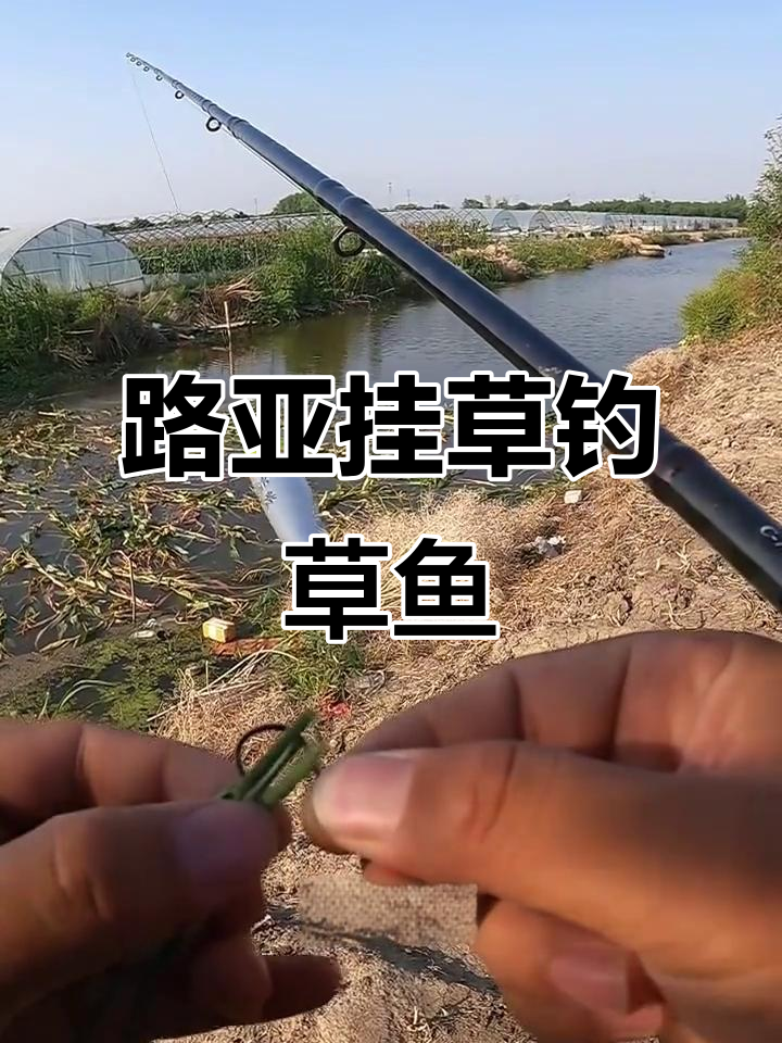 路亚竿草鱼(路亚竿 草鱼) 路亚竿草鱼(路亚竿 草鱼)