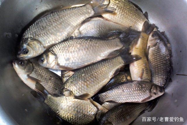 老曹制作饵料(户外老曹鲫鱼窝料制作) 老曹制作饵料(户外老曹鲫鱼窝料制作)