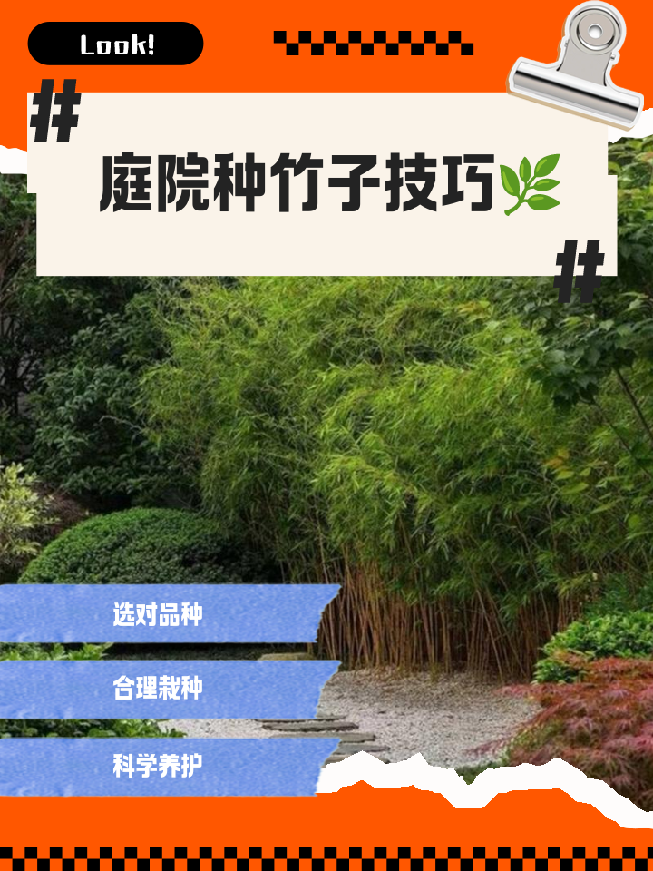 竹子制作技巧(竹子制作技巧视频)