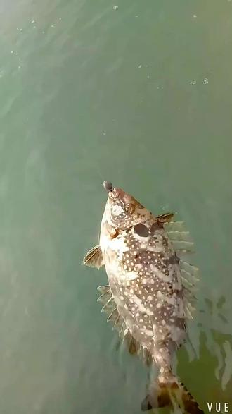 海钓阿波鱼排钓(海钓阿波线组图解)