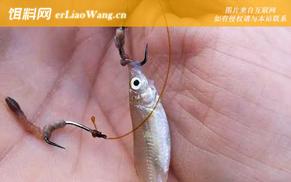 饵料鲫鱼看漂(鲫鱼吃饵浮漂动作) 饵料鲫鱼看漂(鲫鱼吃饵浮漂动作)