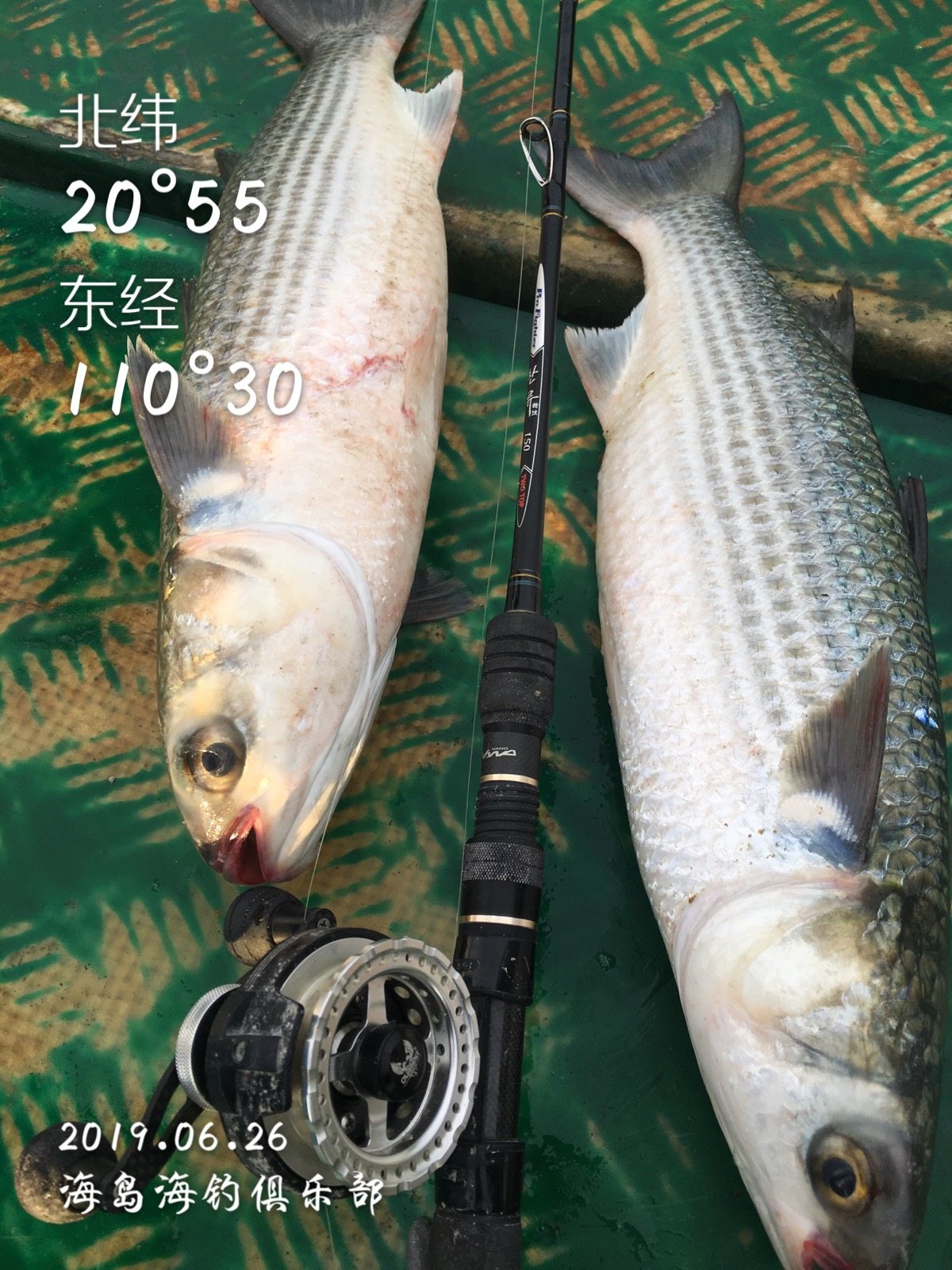 海钓乌头神经钩介绍(乌头鱼用什么饵料最好钓)