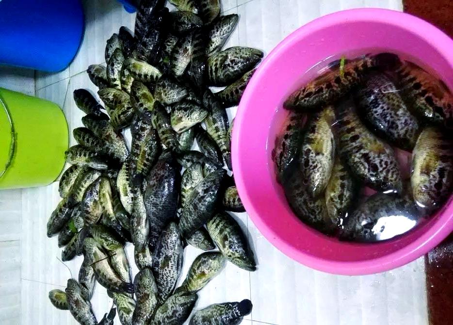 老虎鱼怎么路亚(虎鱼和鳜鱼是一个品种吗)