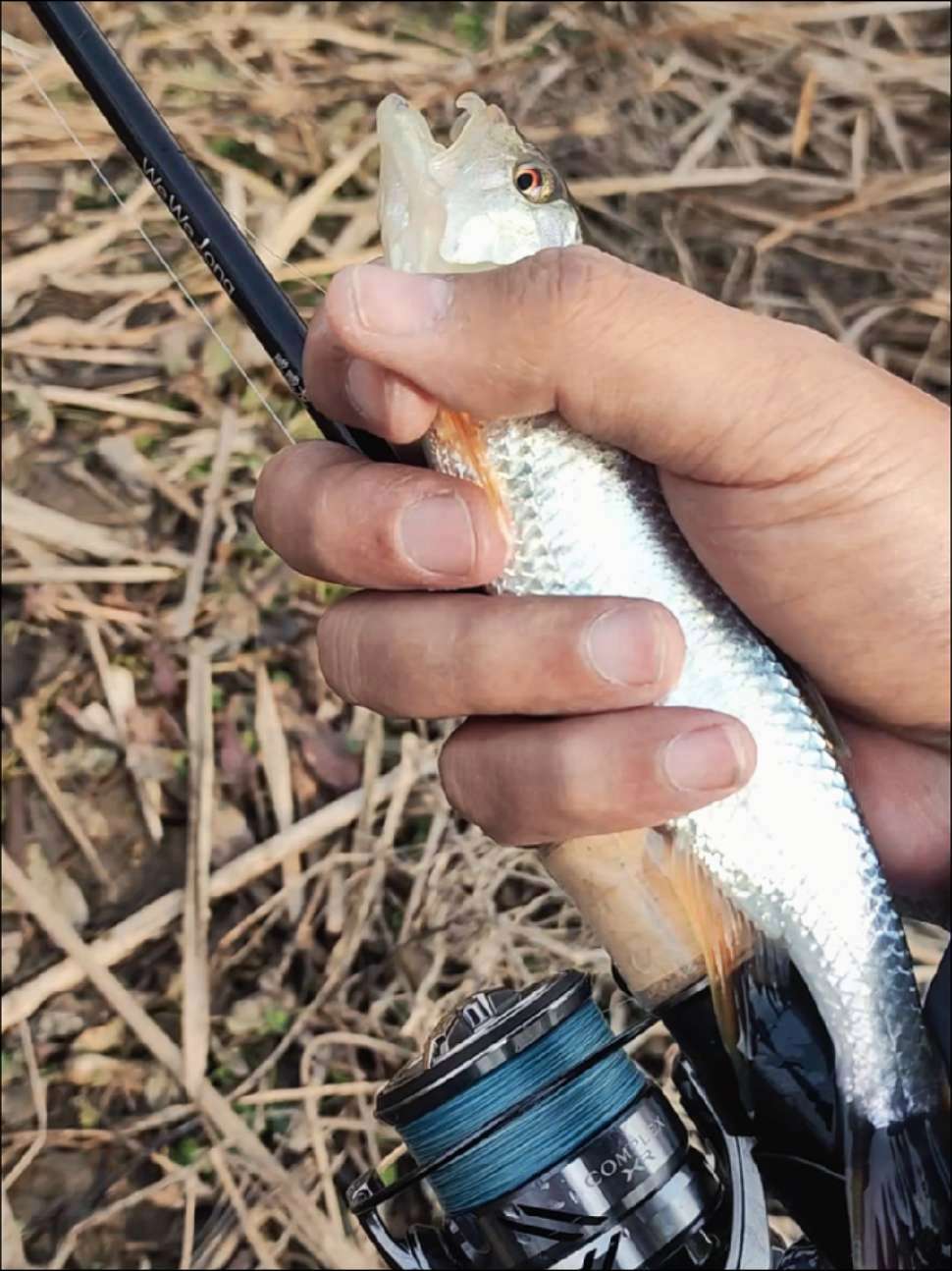 路亚甩竿视频(路亚甩竿视频大全)