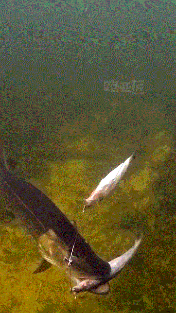 长江路亚狗鱼(黑龙江路亚狗鱼)