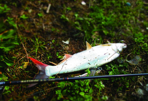 红梢路亚(路亚红尾图片)