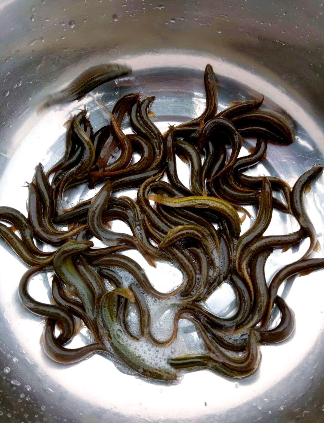 海钓泥鳅(海钓泥鳅好还是沙蚕好)