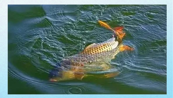 清明至谷雨钓鱼选位技巧(清明至谷雨这段时间的昼夜长短情况) 清明至谷雨钓鱼选位技巧(清明至谷雨这段时间的昼夜长短情况)