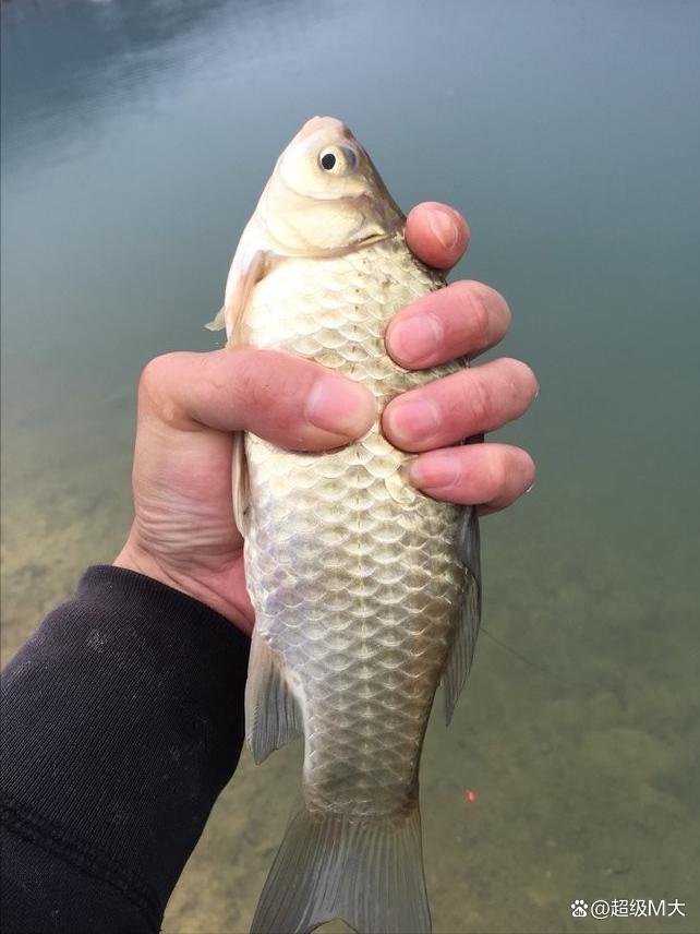 暮春钓鲫鱼技巧(暮春钓鲫鱼饵料配方)