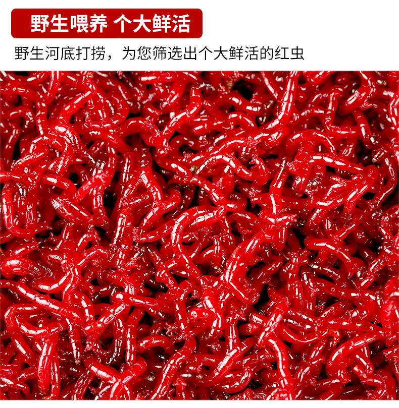鲶鱼吃红虫饵料吗(鲶鱼吃红虫饵料吗好吗)