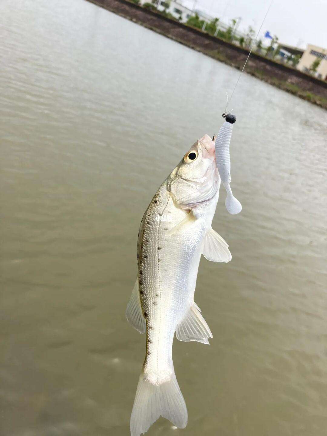路亚抽海鲈(路亚海鲈用什么饵比较好)