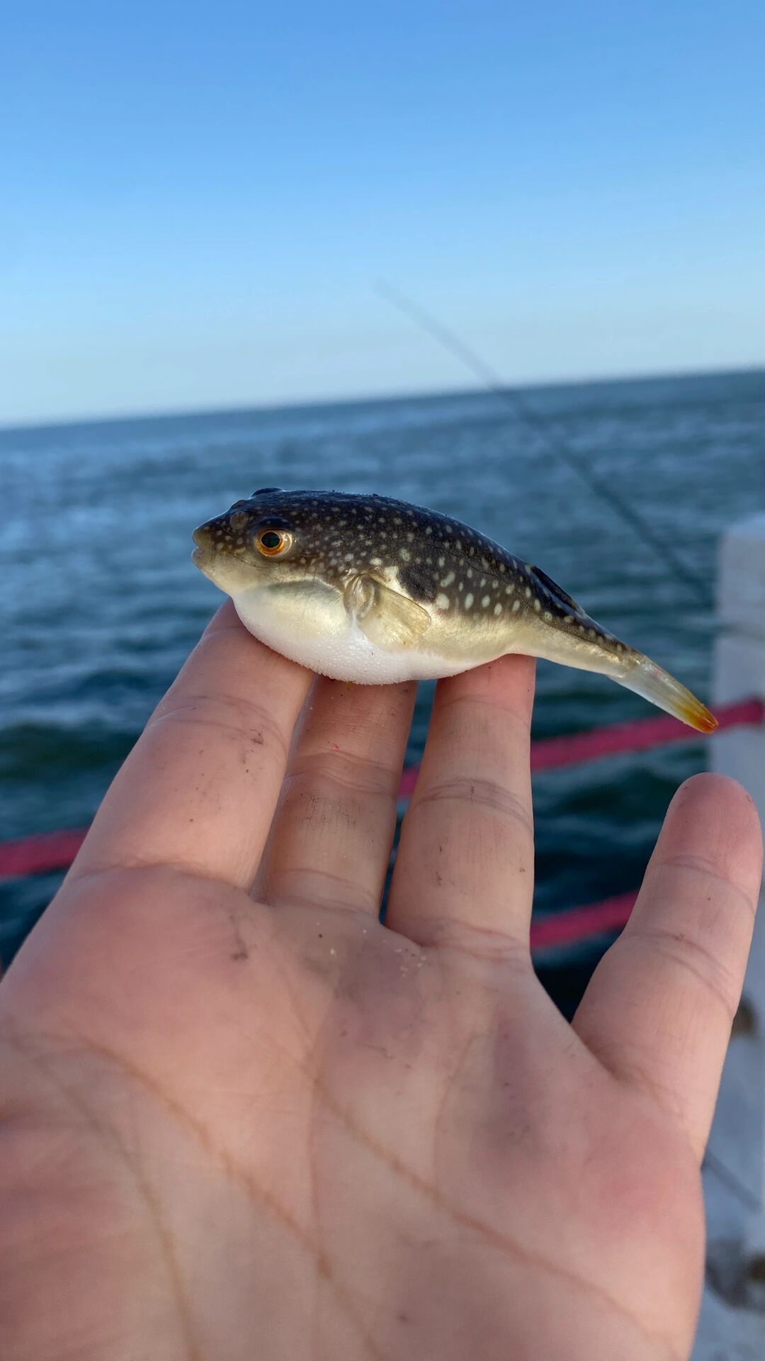 海钓小鱼图片大全(海钓小鱼用什么办法钓) 海钓小鱼图片大全(海钓小鱼用什么办法钓)