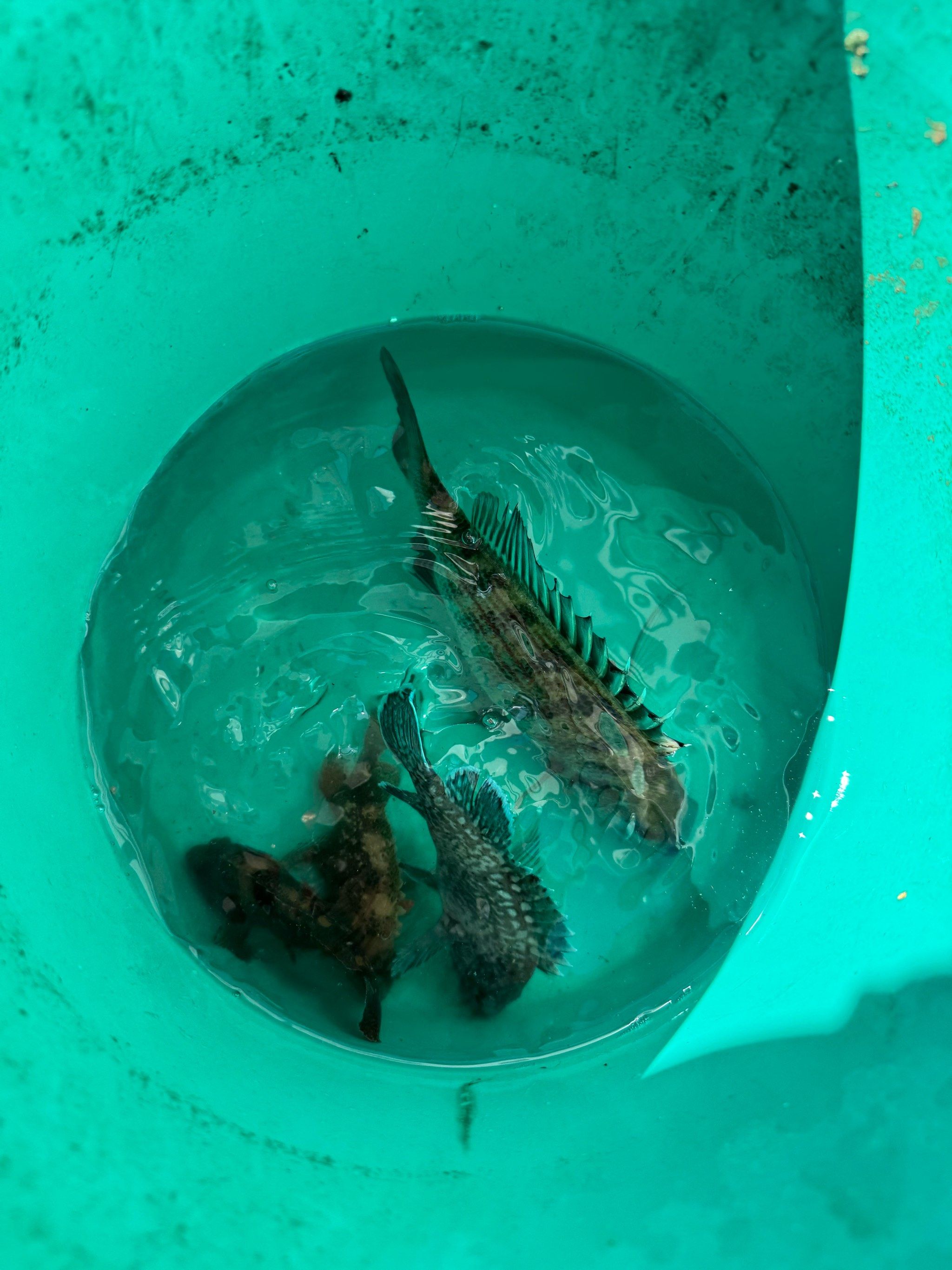 海钓小鱼图片大全(海钓小鱼用什么办法钓) 海钓小鱼图片大全(海钓小鱼用什么办法钓)