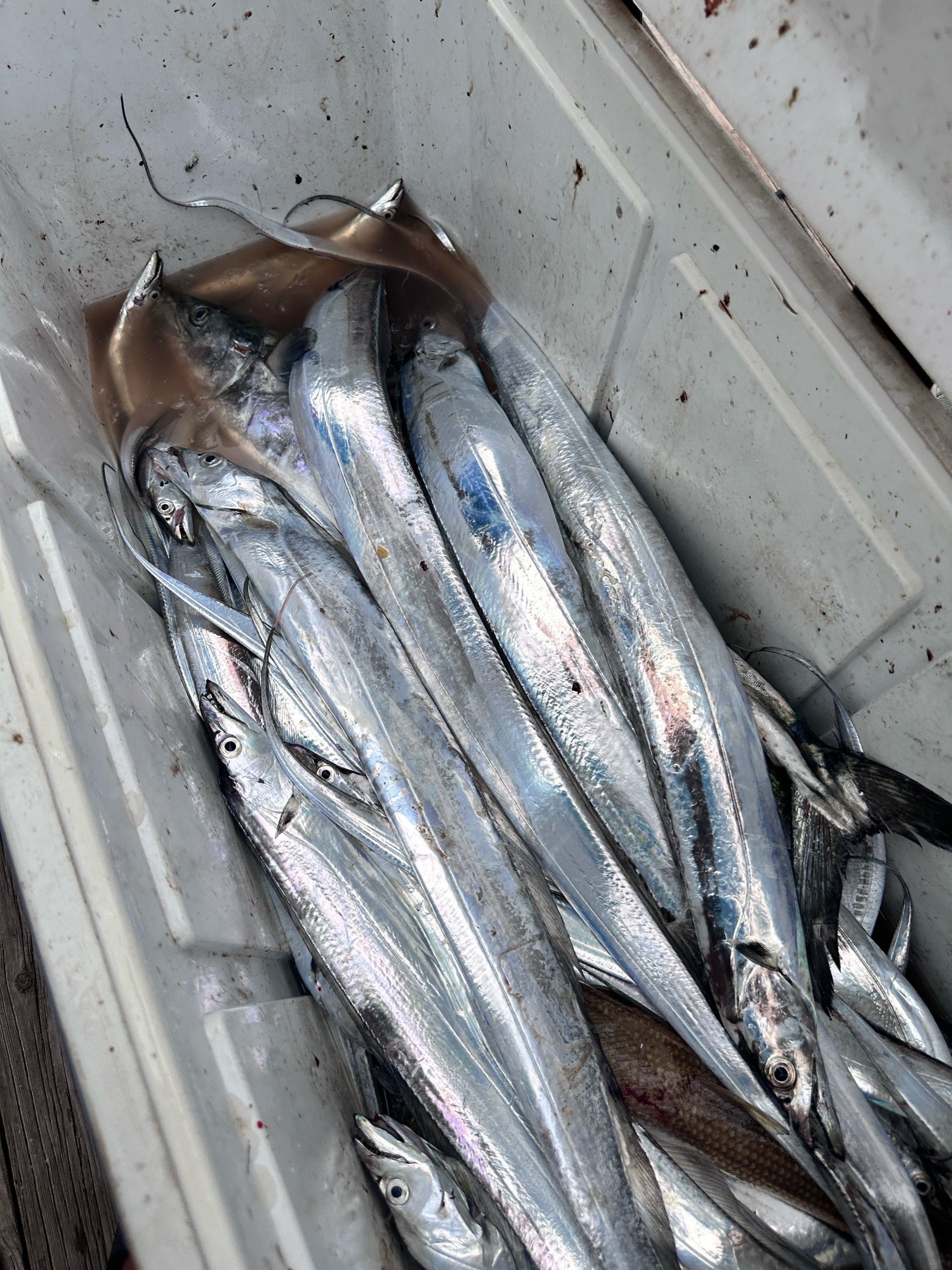 日照海钓鳕鱼船(日照海钓鳕鱼船怎么样) 日照海钓鳕鱼船(日照海钓鳕鱼船怎么样)