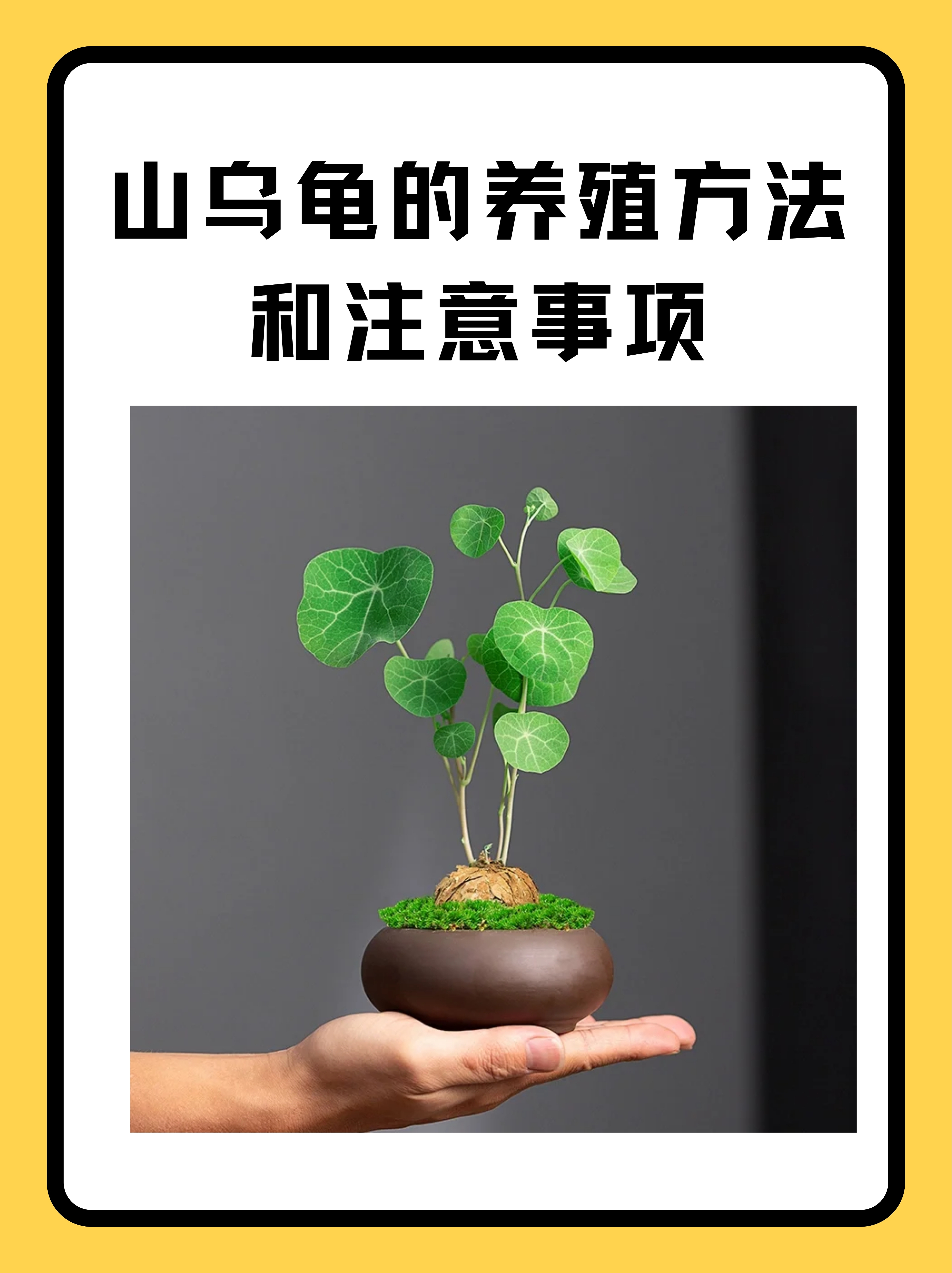 水库钓乌龟技巧(水库里的乌龟是什么品种)