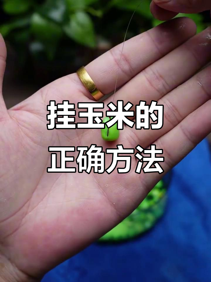 玉米饵料怎么挂(野钓玉米粒怎样挂) 玉米饵料怎么挂(野钓玉米粒怎样挂)