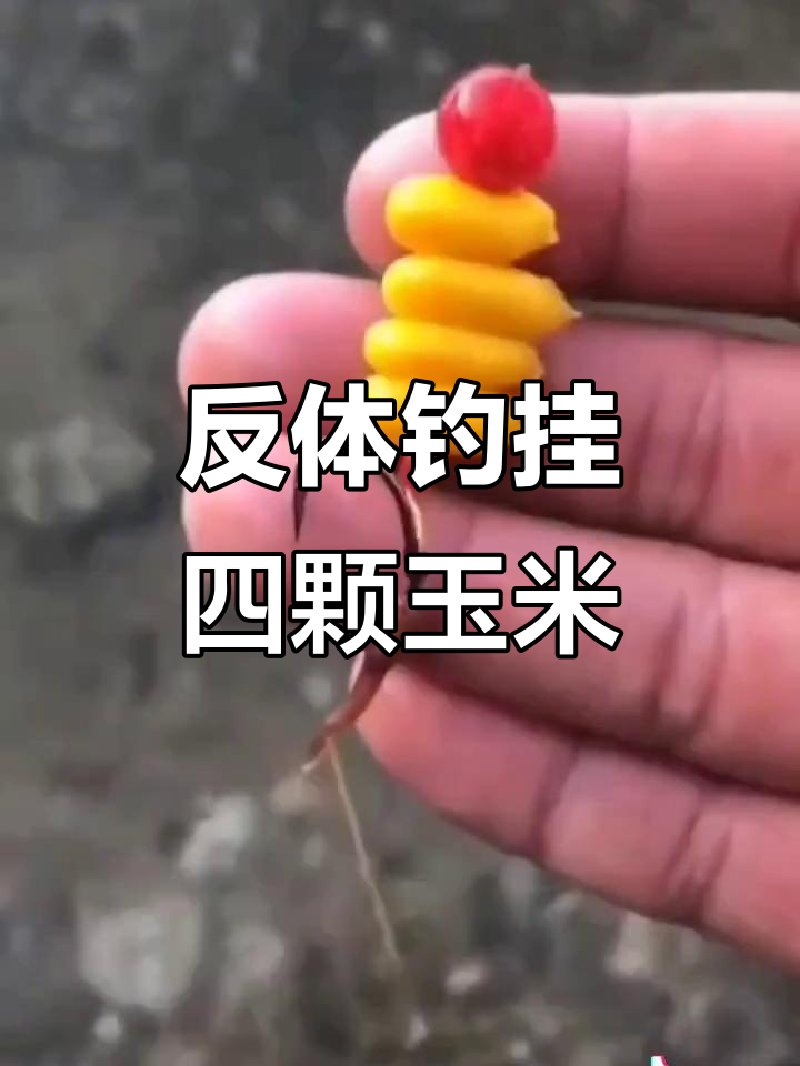 玉米饵料怎么挂(野钓玉米粒怎样挂) 玉米饵料怎么挂(野钓玉米粒怎样挂)