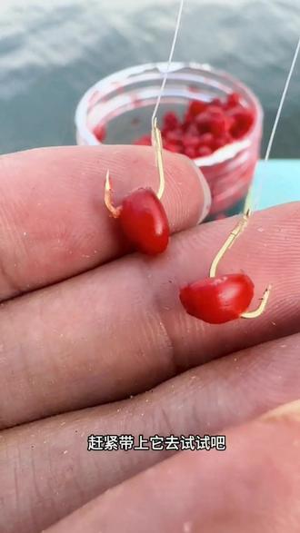 小麦粒饵料制作(小麦饵料怎么制作)