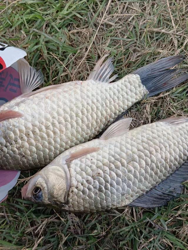 夏初野钓饵料(夏初钓鱼饵料搭配) 夏初野钓饵料(夏初钓鱼饵料搭配)