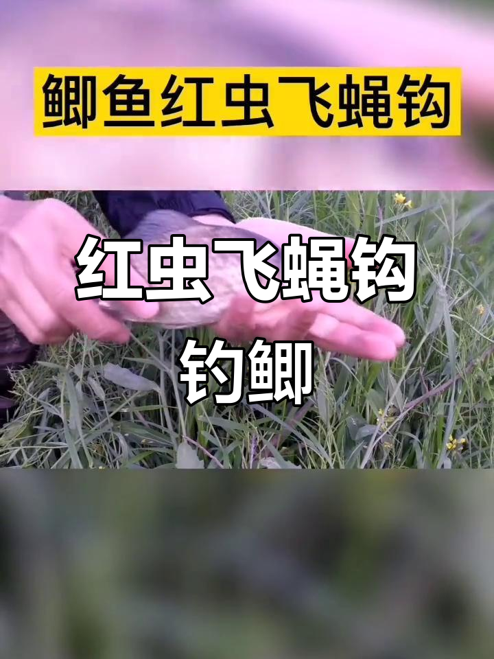 红虫钩钓鱼技巧(红虫钓鱼的使用方法)