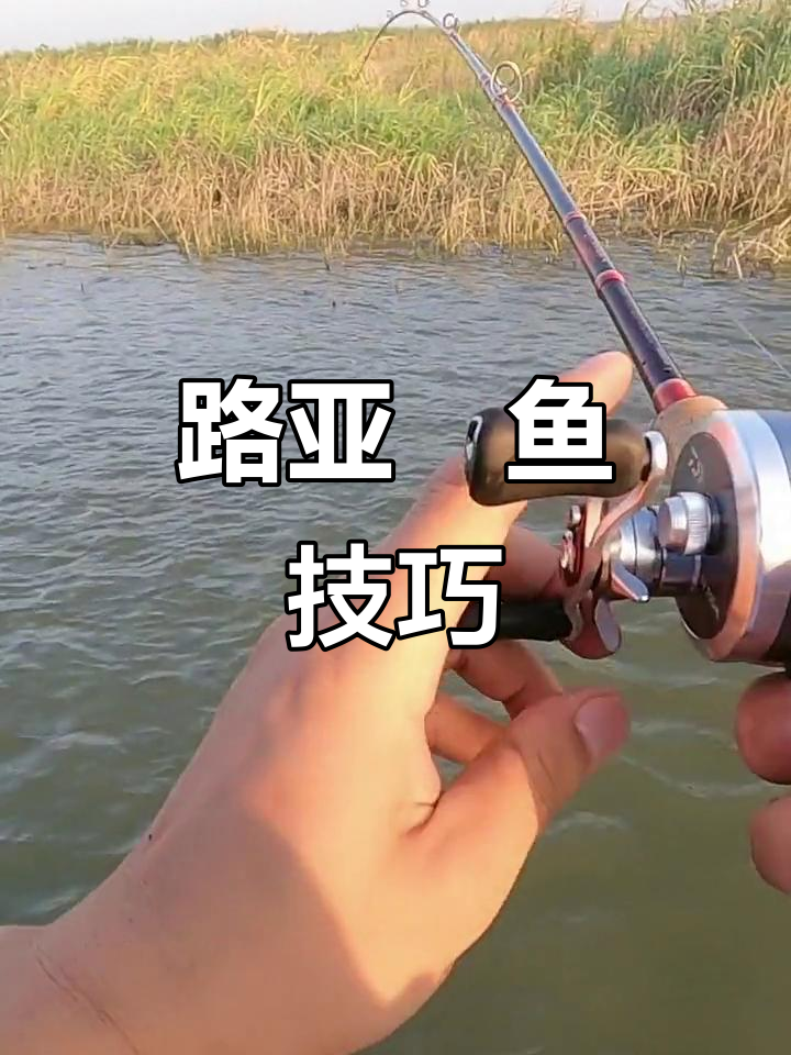 包含路亚t尾实战技巧的词条 包含路亚t尾实战技巧的词条