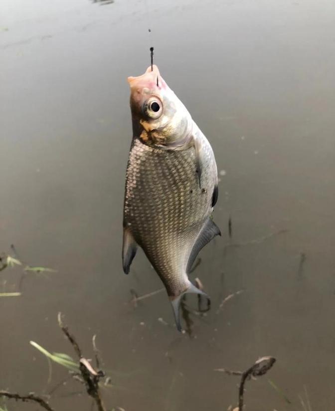 野钓鳊鱼的技巧(野钓鳊鱼技巧和方法)