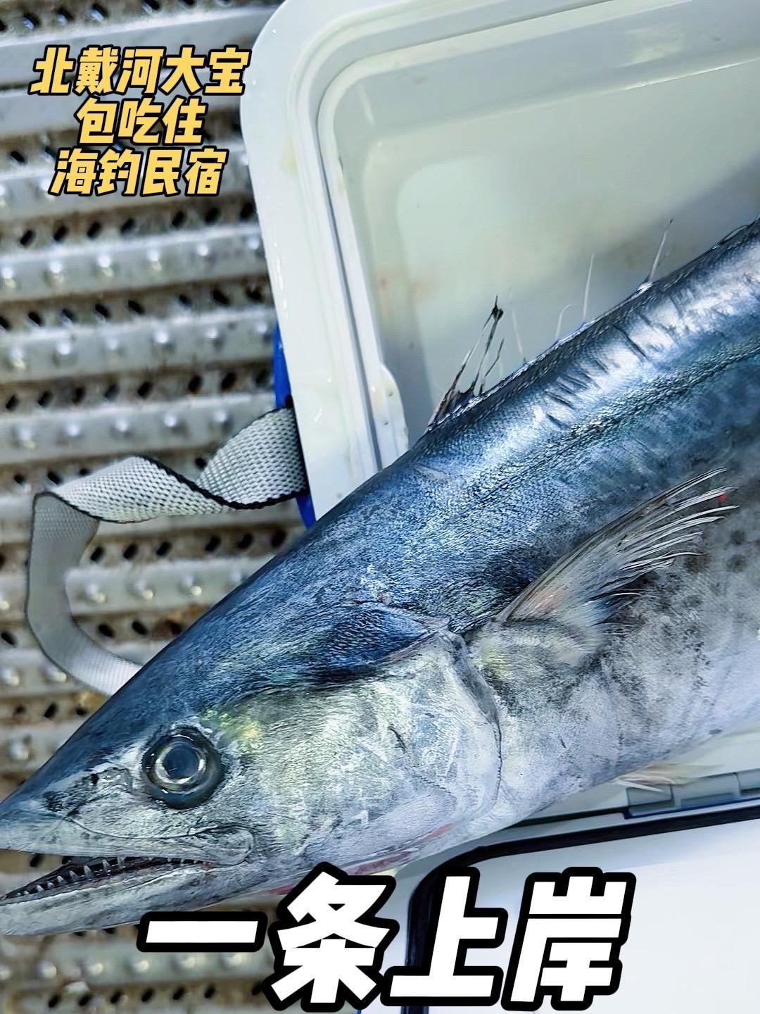 北戴河海钓那好(北戴河附近哪能钓海鱼)