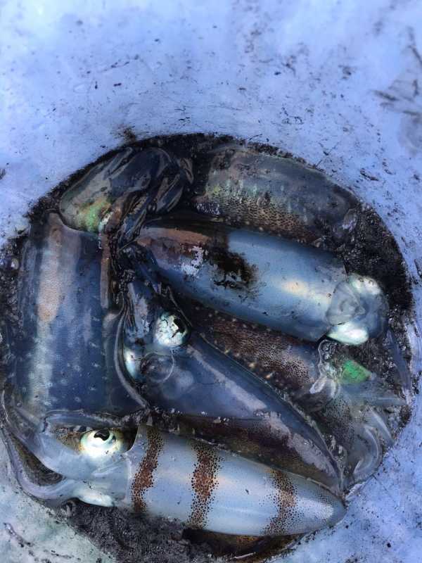 哦啰路亚岛(欧罗路亚岛位置图) 哦啰路亚岛(欧罗路亚岛位置图)