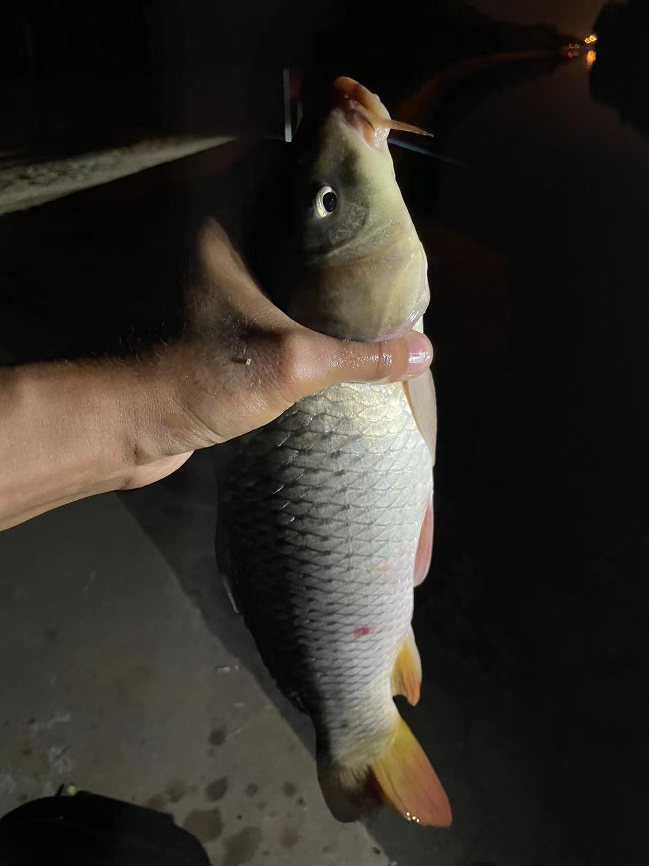 晚上海钓什么鱼(晚上海钓是浮钓好还是底钓好)