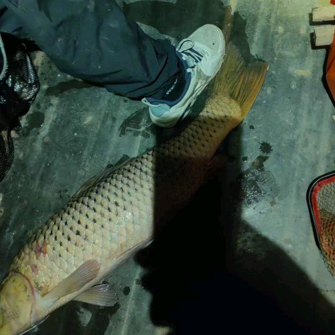 池塘钓鲤鱼的技巧视频(池塘钓鲤鱼的技巧视频大全) 池塘钓鲤鱼的技巧视频(池塘钓鲤鱼的技巧视频大全)