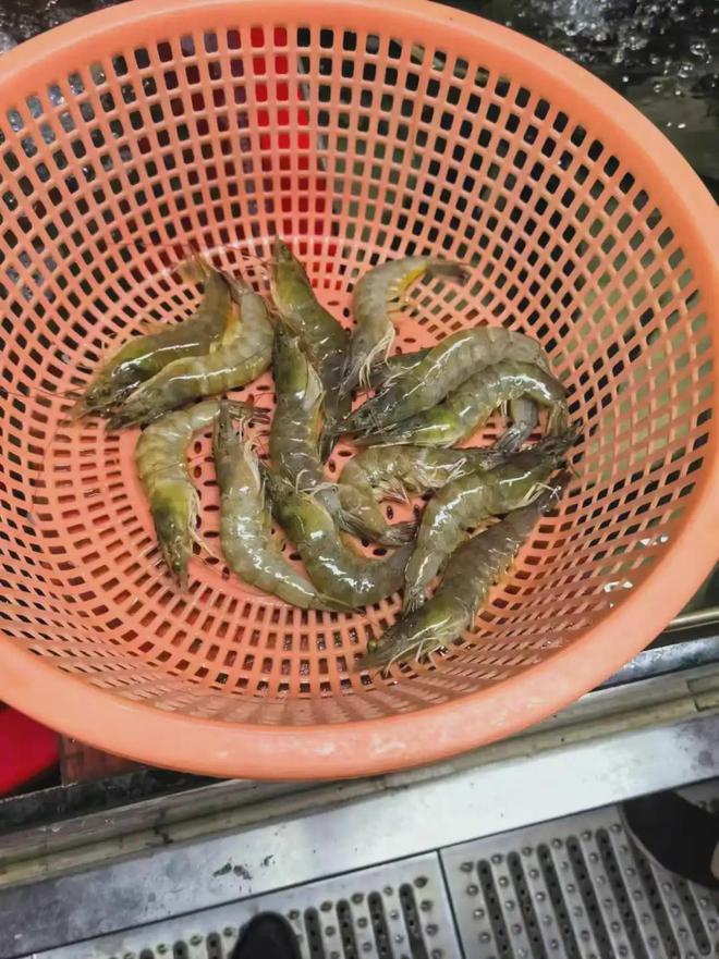 海钓挂死虾(海钓死虾可以直接钓)